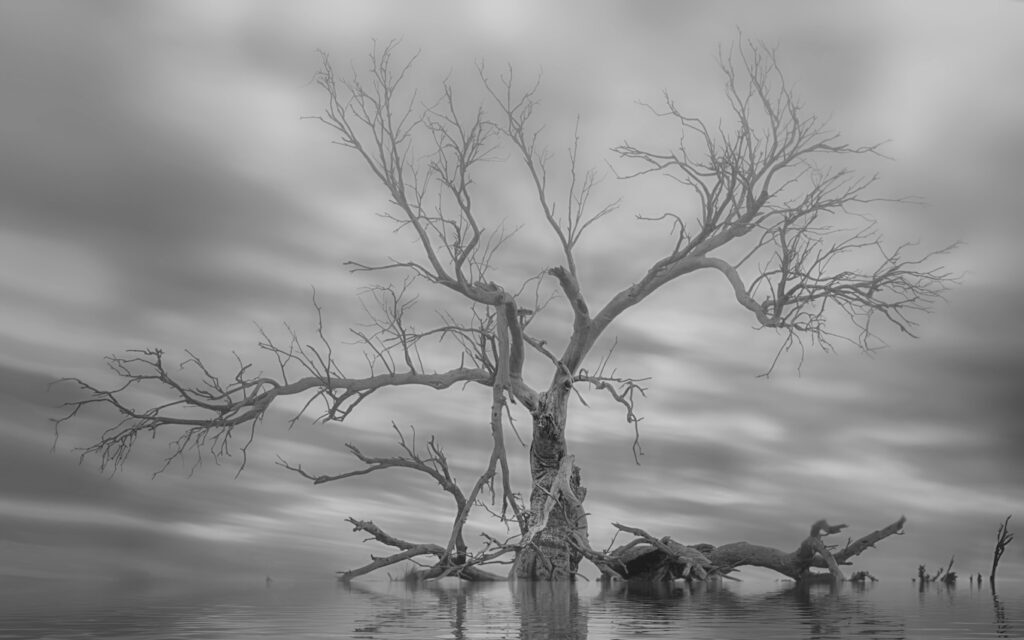 Photo of a dead tree – by Kathryn Archibald via Pexels (https://www.pexels.com/photo/leafless-tree-on-the-lake-4953721/)