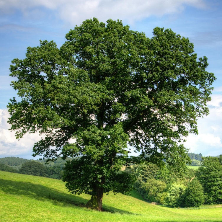 Photo of mighty old tree – by Pixabay via Pexels (https://www.pexels.com/photo/green-tree-on-grass-field-during-daytime-53435/)