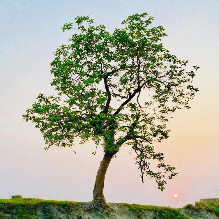 Photo of lean young tree – by Yugal Srivastava via Pexels (https://www.pexels.com/de-de/foto/fotografie-des-baumes-1067333/)